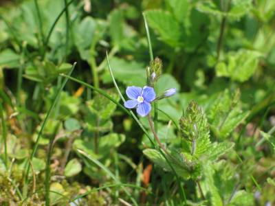 blue flower